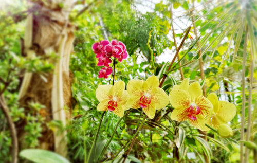 Veja as melhores dicas sobre como cuidar de orquídea