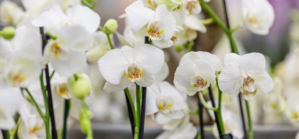 Imagem de uma flor orquídea