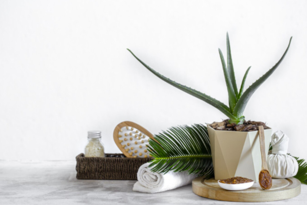imagem de uma planta babosa aloe vera