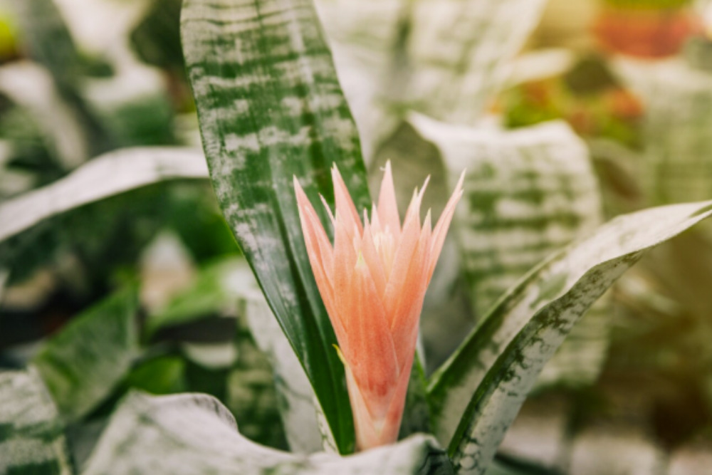 imagem de uma planta bromelia