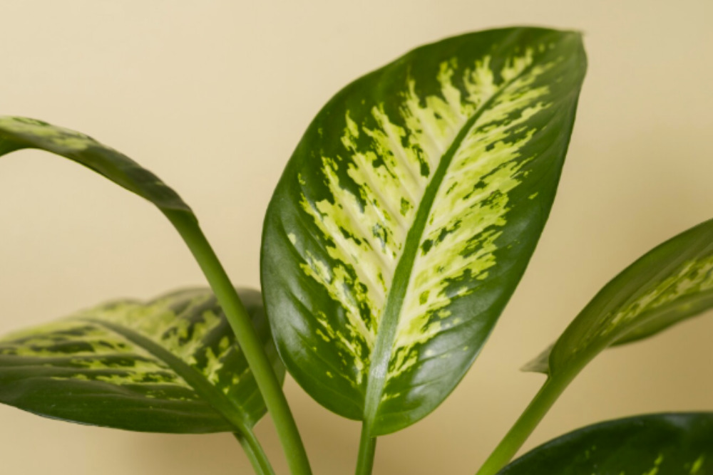 imagem de uma planta comigo ninguem pode