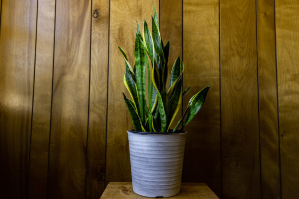 imagem de uma planta espada de sao jorge