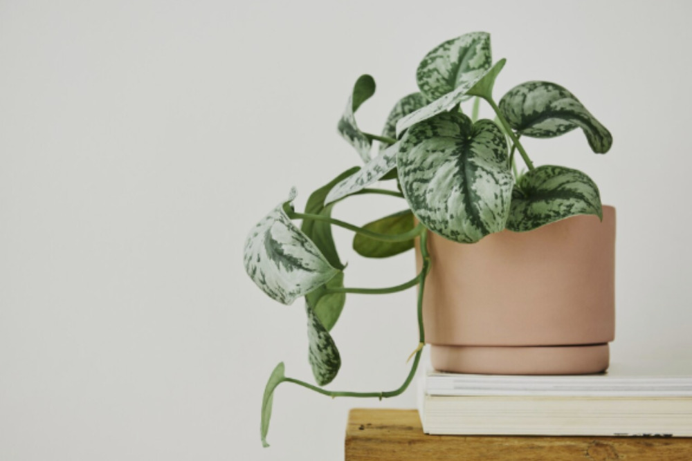 imagem de uma planta jiboia