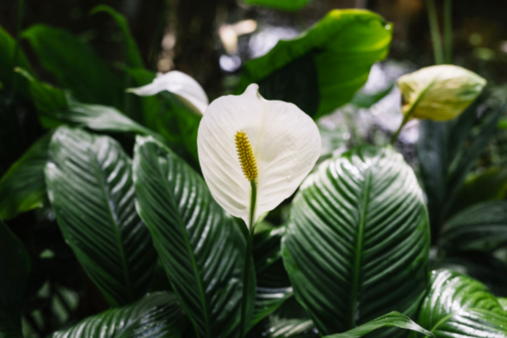 imagem de uma planta lirio da paz