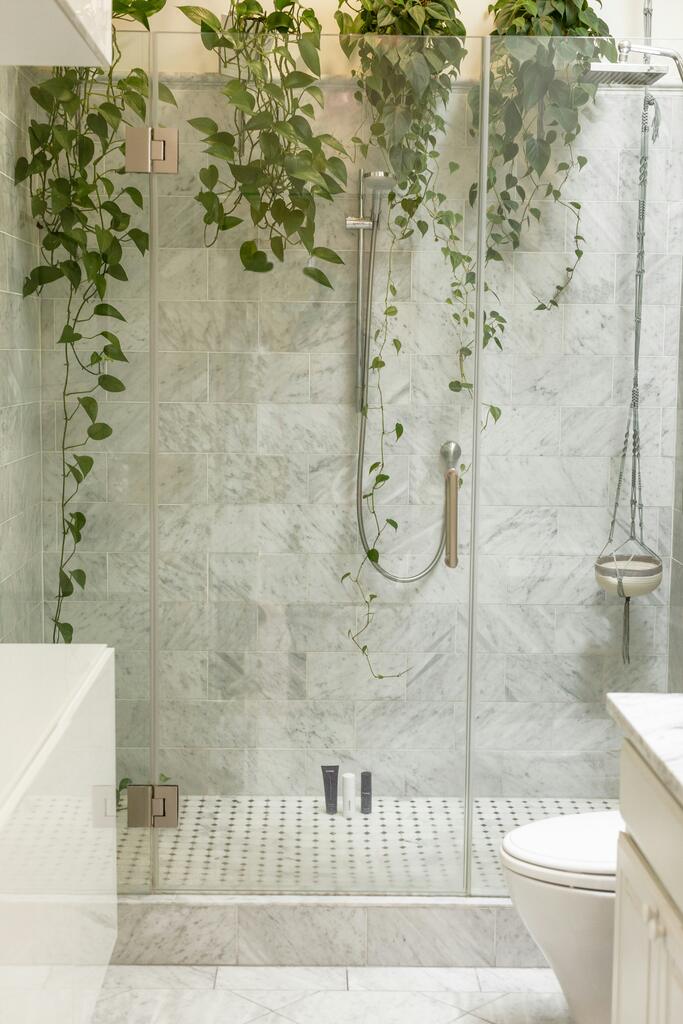 plantas para dentro de casa: jiboia