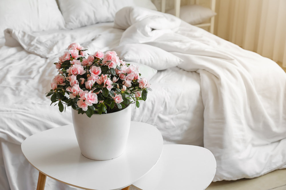 tipo de flores de apartamento