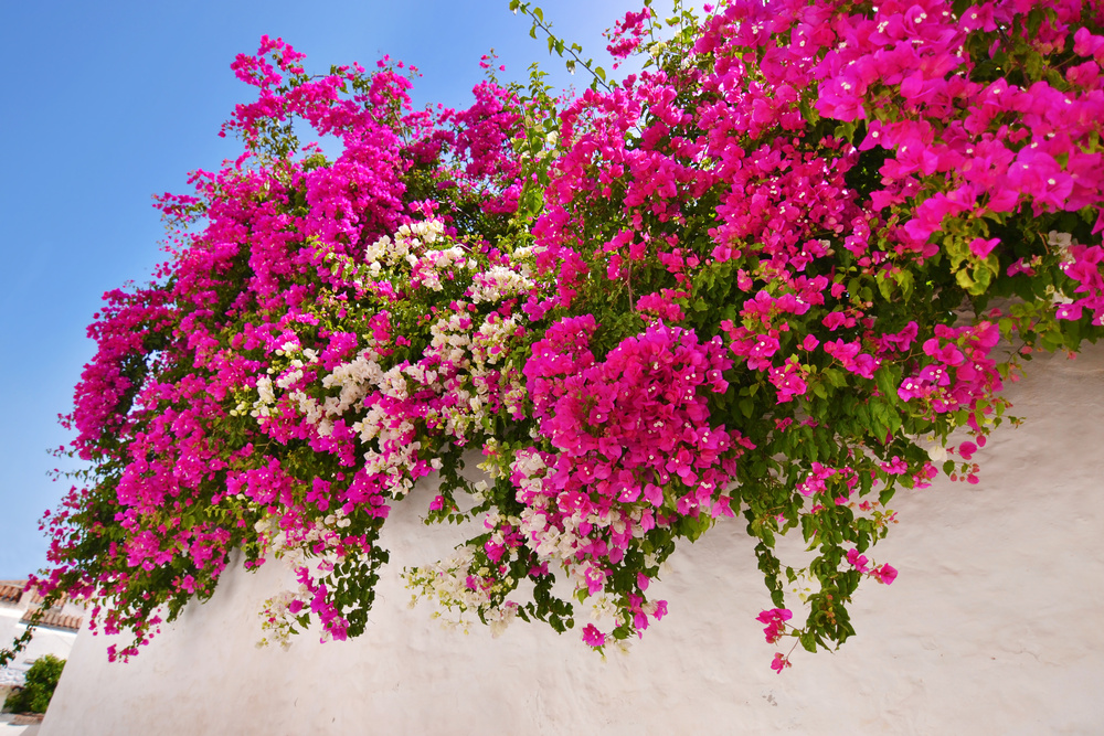 flores de quintais e jardins