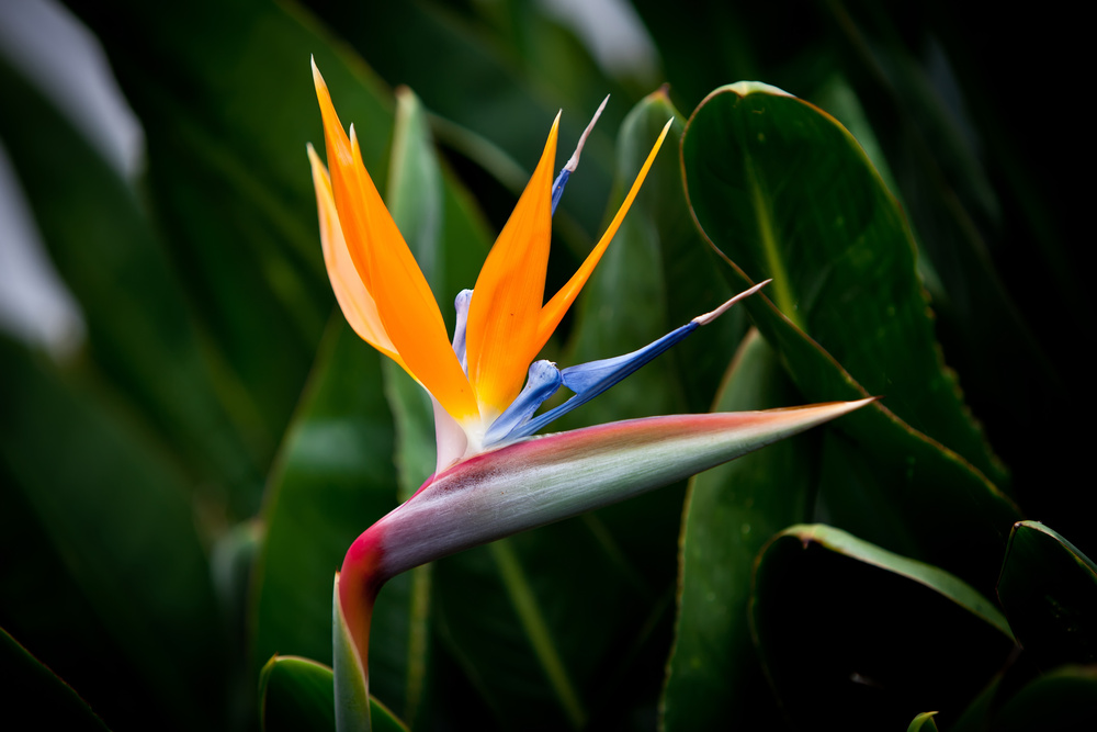 tipos de flores vasos grandes